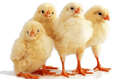 Цыплят можно выводить в домашних инкубаторах