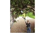 Кусторез Ryobi RP750450