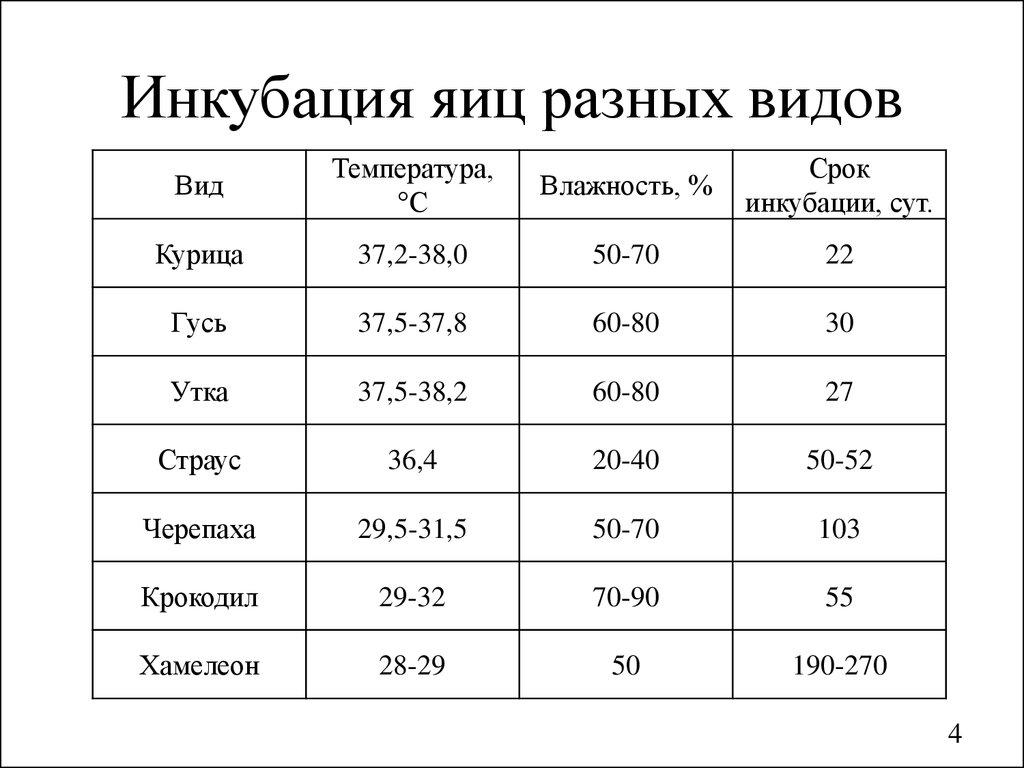 Муки выбора инкубатора